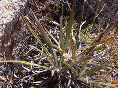 Celmisia ×pseudolyallii