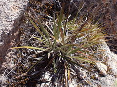 Celmisia ×pseudolyallii