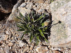 Celmisia spectabilis magnifica