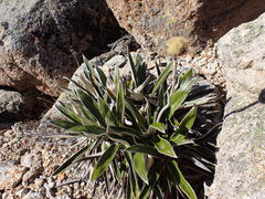 Celmisia spectabilis magnifica