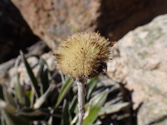 Celmisia spectabilis magnifica