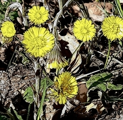 Tussilago farfara