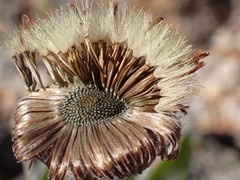 Celmisia spectabilis magnifica