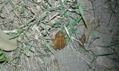 Incilius marmoreus
