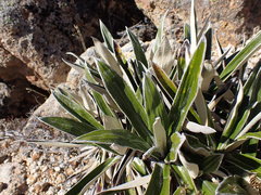 Celmisia spectabilis magnifica