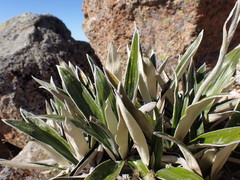 Celmisia spectabilis magnifica