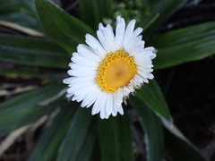 Celmisia spectabilis magnifica