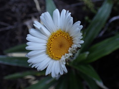 Celmisia spectabilis magnifica