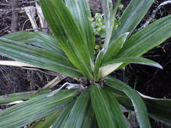 Celmisia spectabilis magnifica