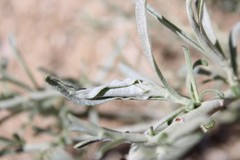 Gnorimoschema octomaculella