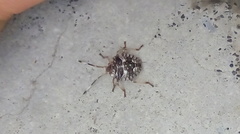 Pentatomidae