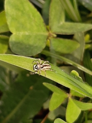 Menemerus bivittatus
