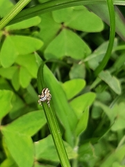 Menemerus bivittatus