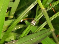 Menemerus bivittatus