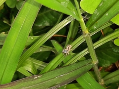 Menemerus bivittatus