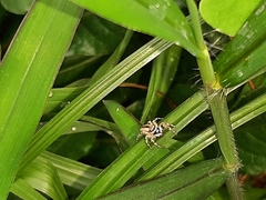 Menemerus bivittatus