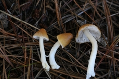 Inocybe mixtilis