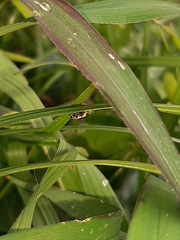 Menemerus bivittatus
