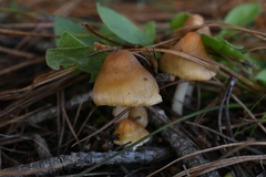 Inocybe mixtilis