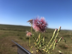 Noticastrum diffusum
