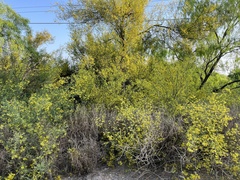 Parkinsonia texana macra