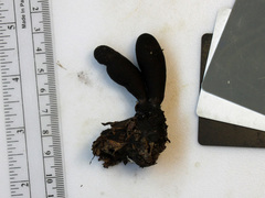 Xylaria ellisii