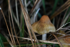 Inocybe mixtilis