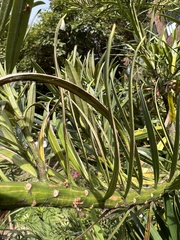 Podocarpus oleifolius