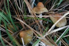 Inocybe mixtilis