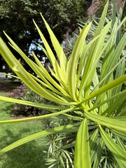 Podocarpus oleifolius