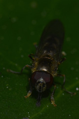 Platycheirus scutatus