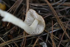 Inocybe mixtilis