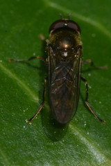 Platycheirus scutatus