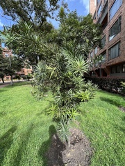 Podocarpus oleifolius