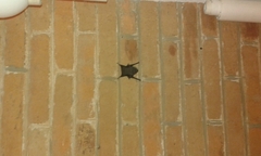 Balantiopteryx plicata