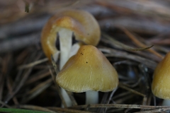 Inocybe mixtilis