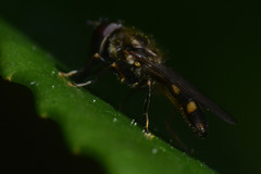 Platycheirus scutatus