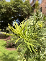 Podocarpus oleifolius