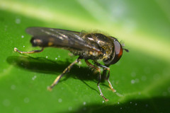 Platycheirus scutatus