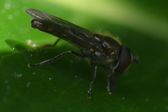 Platycheirus scutatus