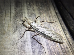 Theopompa ophthalmica