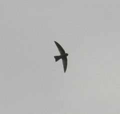 Aerodramus bartschi