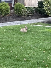 Sylvilagus floridanus