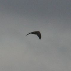 Aerodramus bartschi