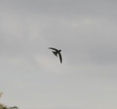 Aerodramus bartschi
