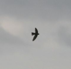 Aerodramus bartschi