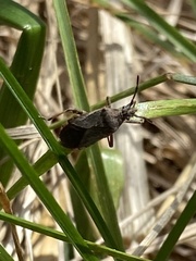 Ceraleptus americanus