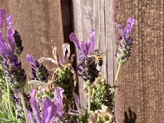 Apis mellifera