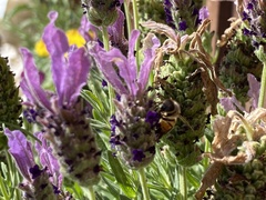 Apis mellifera