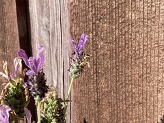 Apis mellifera